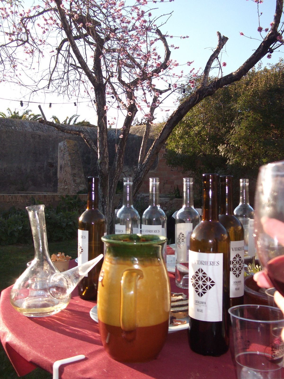 Botellas de vino y una jarra sobre mantel rojo, bajo un almendro